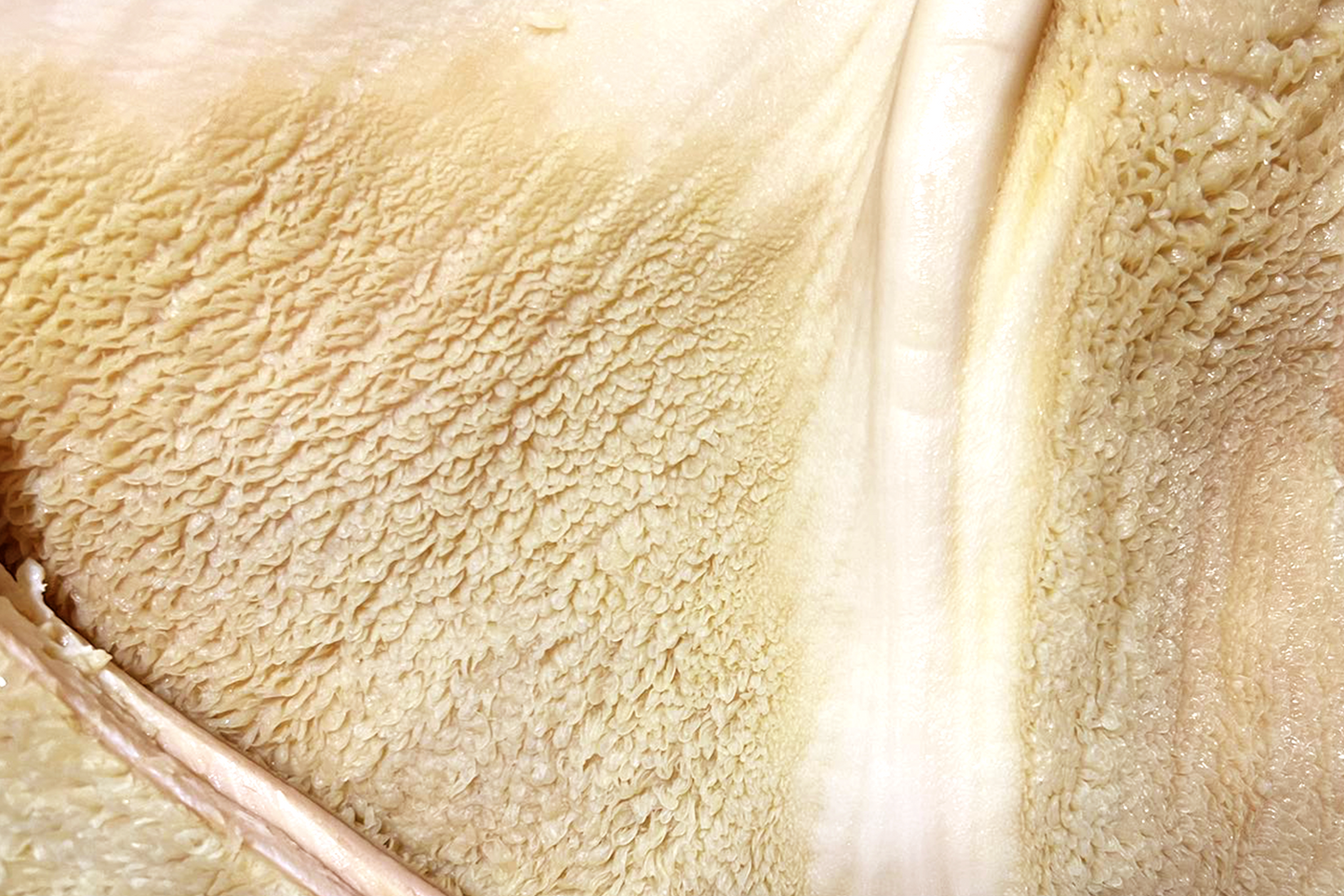 Beef Tripe Rumen Stomach 牛肚