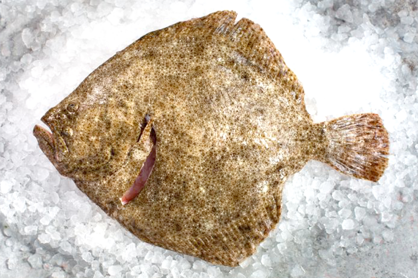 Fresh Turbot 新鮮多寶魚