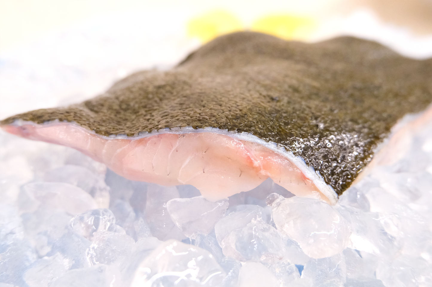 Fresh Turbot 新鮮多寶魚
