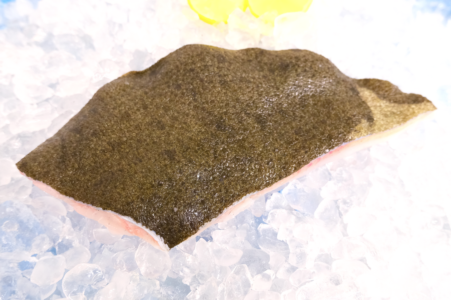 Fresh Turbot 新鮮多寶魚