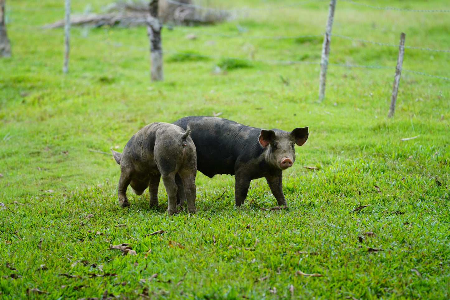 Celeplate Pass Sale: Chopped Iberian Pork Ribs 伊比利亞豬小排斩段