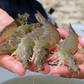 A3 Grade Frozen Large King Prawns A3级大号急冻对虾