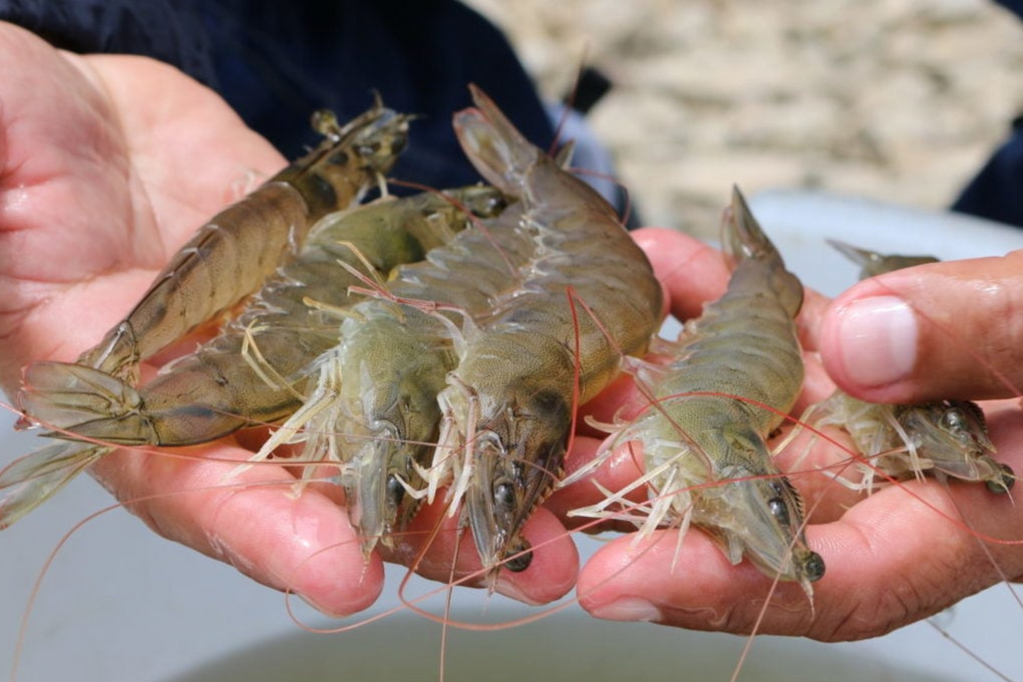 A3 Grade Frozen Large King Prawns A3級大號急凍對蝦