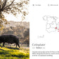 Iberian Pork Secreto Jowl 伊比利亚黑猪松阪肉