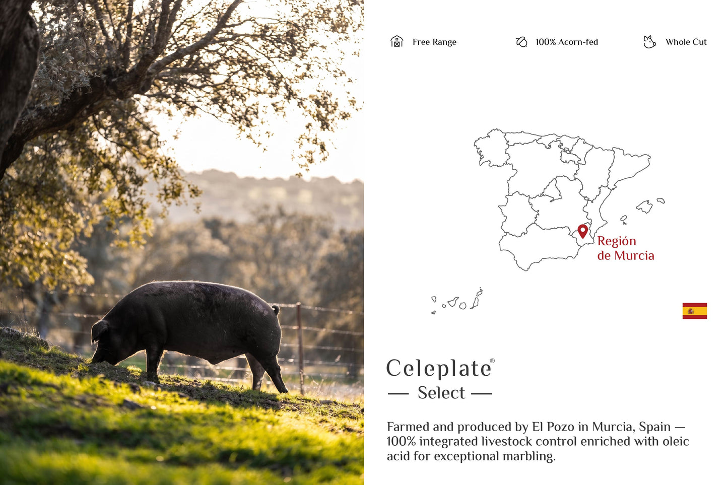 Celeplate Pass Sale: Iberian Pork Secreto Jowl 伊比利亚黑猪松阪肉