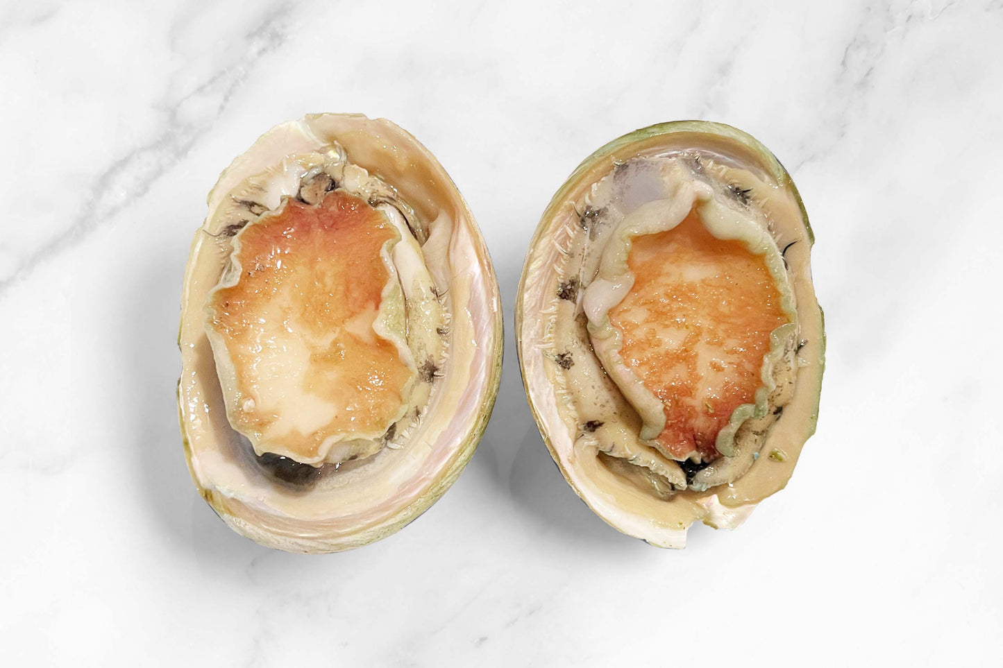 Australian Abalone 澳大利亚青边鲍鱼