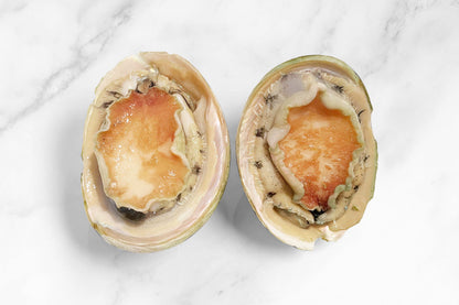 Australian Abalone 澳大利亚青边鲍鱼