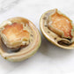 Australian Abalone 澳大利亚青边鲍鱼