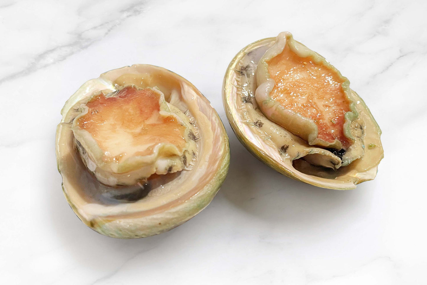 Australian Abalone 澳大利亚青边鲍鱼