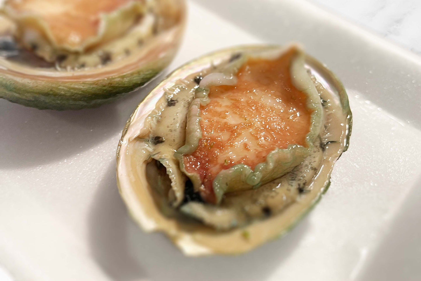 Australian Abalone 澳大利亚青边鲍鱼