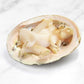 Australian Abalone 澳大利亚青边鲍鱼