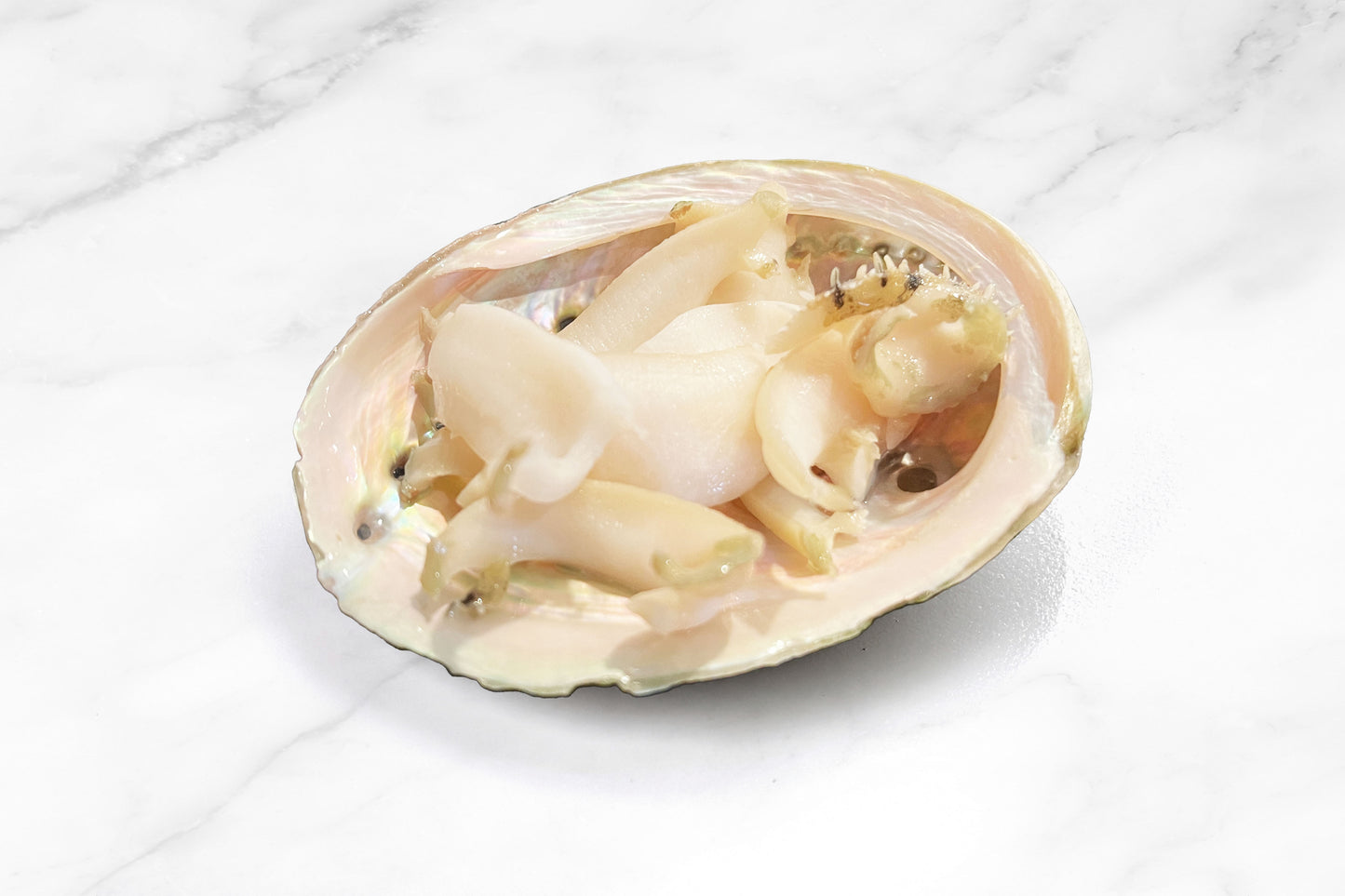 Australian Abalone 澳大利亚青边鲍鱼