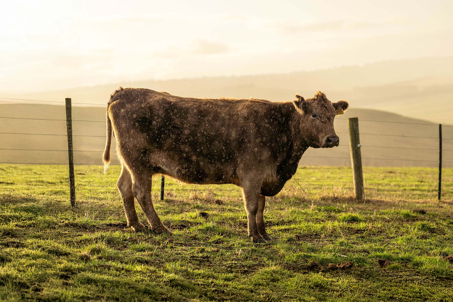 Wagyu Beef Hotpot Slices 和牛火鍋片