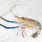 Blue River Prawn Large 罗氏河虾