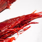 Carabineros Prawn XXL 特大紅魔蝦