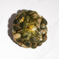 Live Cornish Palourdes Clam 康沃爾郡活花蛤