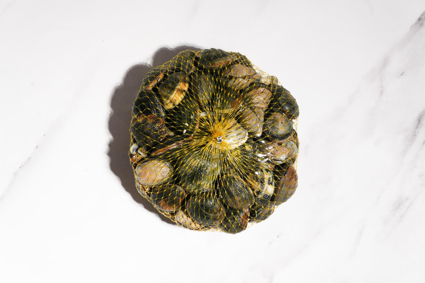 Live Cornish Palourdes Clam 康沃爾郡活花蛤