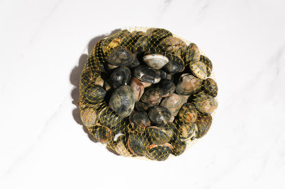Live Cornish Palourdes Clam 康沃尔郡活花蛤