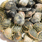 Live Cornish Palourdes Clam 康沃爾郡活花蛤