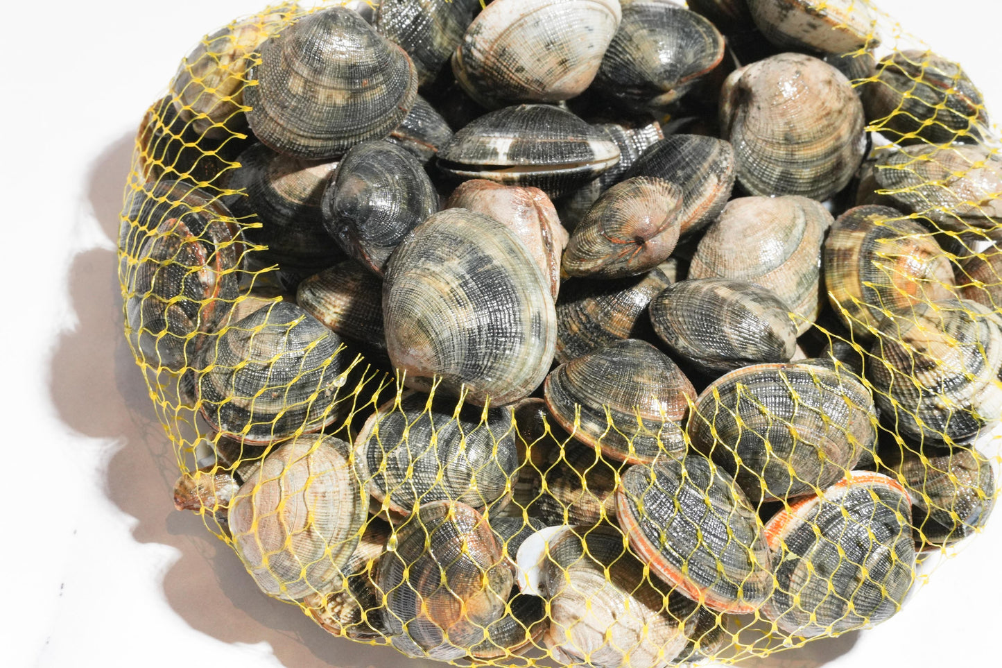 Live Cornish Palourdes Clam 康沃爾郡活花蛤