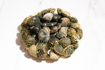 Live Cornish Palourdes Clam 康沃尔郡活花蛤