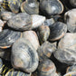 Live Cornish Palourdes Clam 康沃爾郡活花蛤