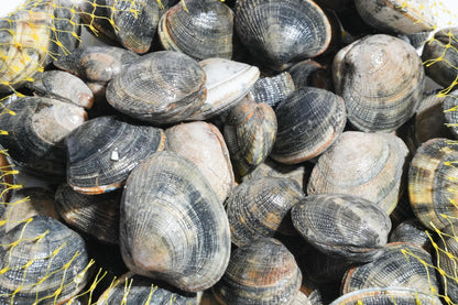 Live Cornish Palourdes Clam 康沃尔郡活花蛤