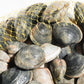 Live Cornish Palourdes Clam 康沃爾郡活花蛤