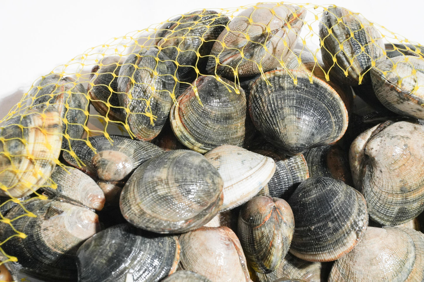Live Cornish Palourdes Clam 康沃爾郡活花蛤