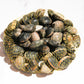Live Cornish Palourdes Clam 康沃爾郡活花蛤