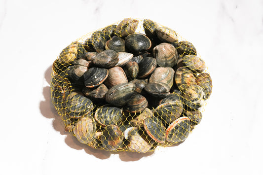 Live Cornish Palourdes Clam 康沃尔郡活花蛤