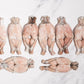 Whole Cleaned Bullfrog Legs 整只淨田雞腿