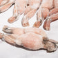 Whole Cleaned Bullfrog Legs 整只淨田雞腿