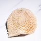 Beef Honeycomb Tripe 金钱肚