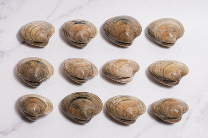 Live Cherrystone Clam 活櫻桃貝