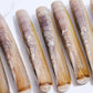 Live Large Razor Clams 活竹蟶