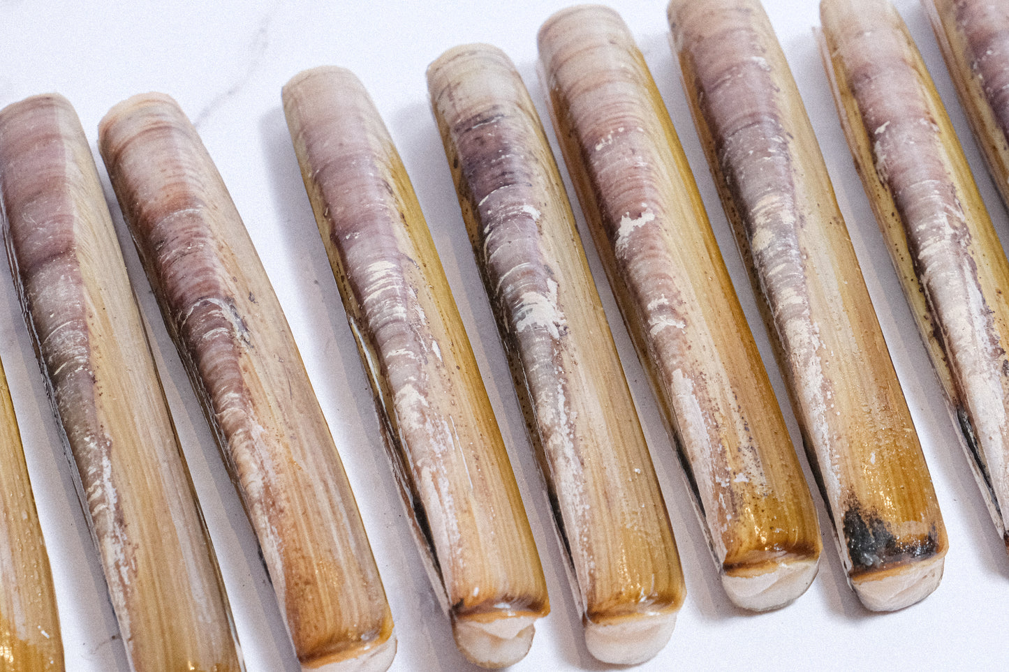 Live Large Razor Clams 活竹蟶