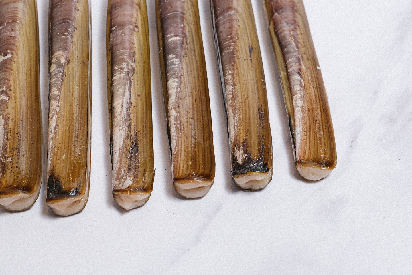 Live Large Razor Clams 活竹蟶