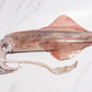 Wild-Caught Sashimi Grade Whole Squid 野生船冻整条刺身级鱿鱼