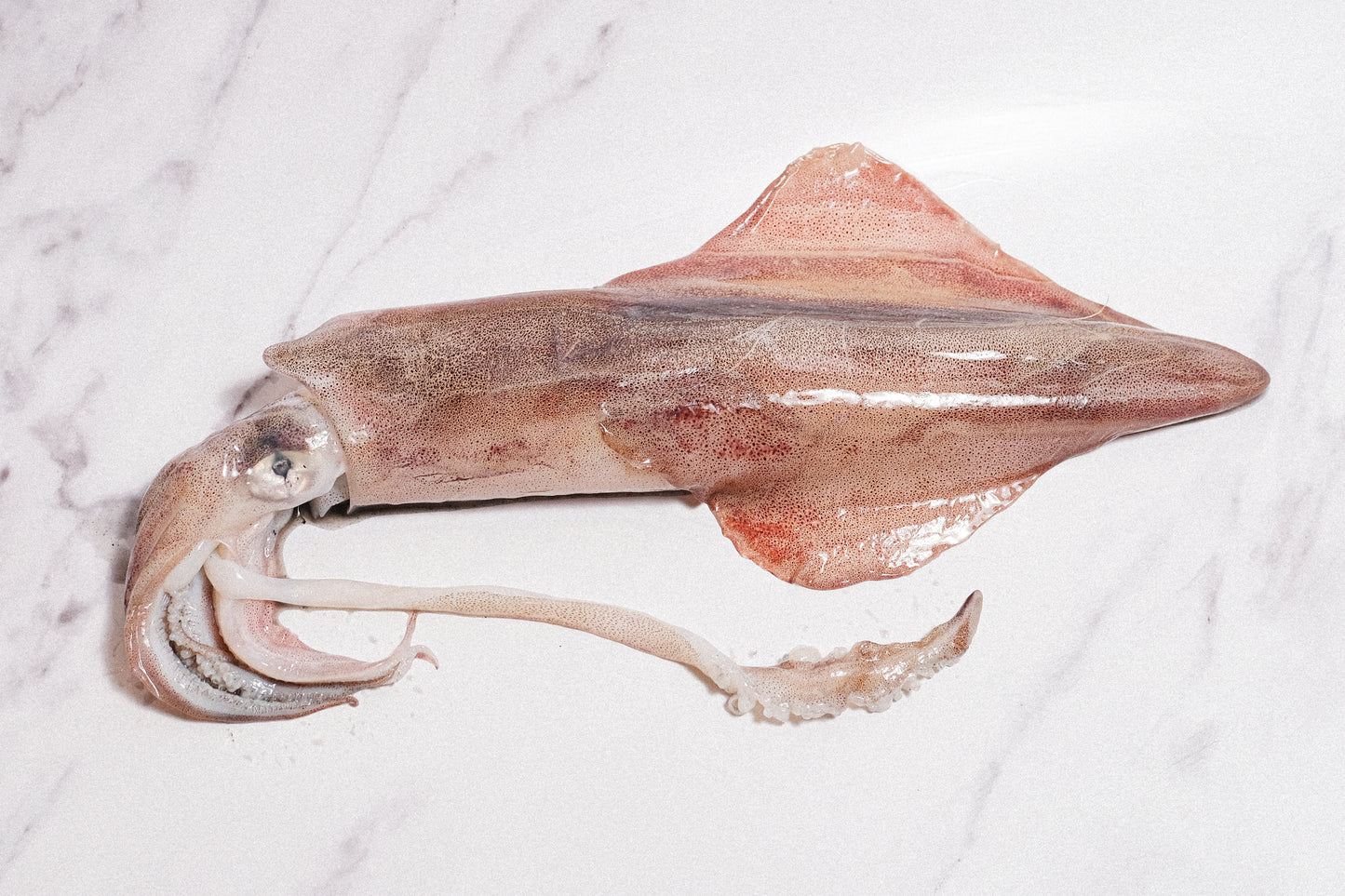 Wild-Caught Sashimi Grade Whole Squid 野生船冻整条刺身级鱿鱼