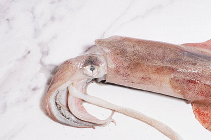 Wild-Caught Sashimi Grade Whole Squid 野生船凍整條刺身級魷魚