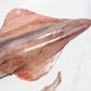 Wild-Caught Sashimi Grade Whole Squid 野生船冻整条刺身级鱿鱼