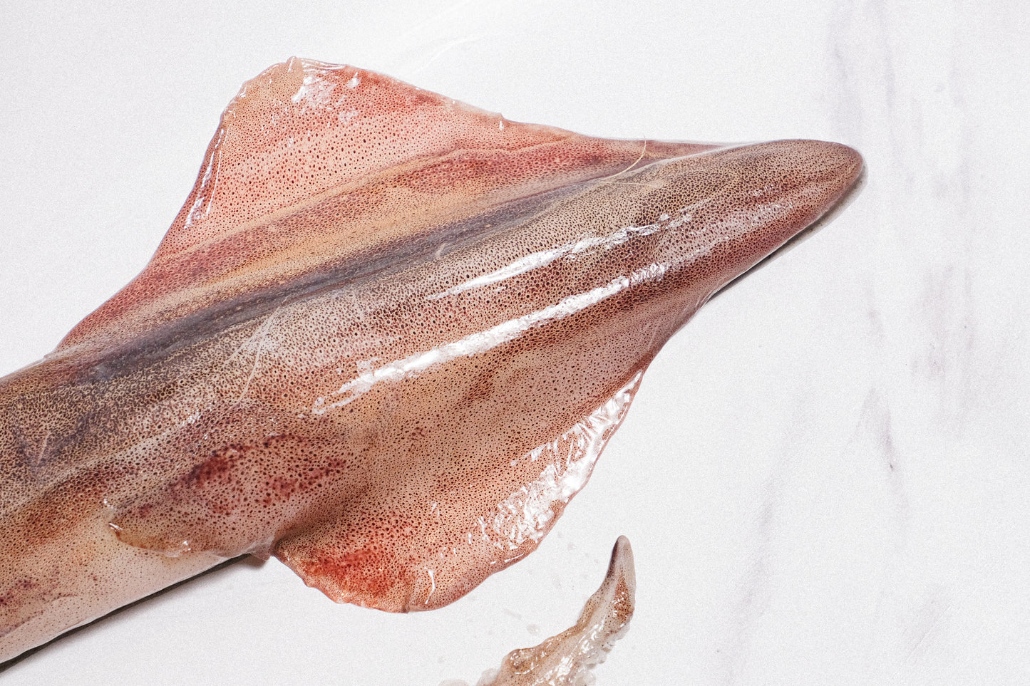 Wild-Caught Sashimi Grade Whole Squid 野生船冻整条刺身级鱿鱼