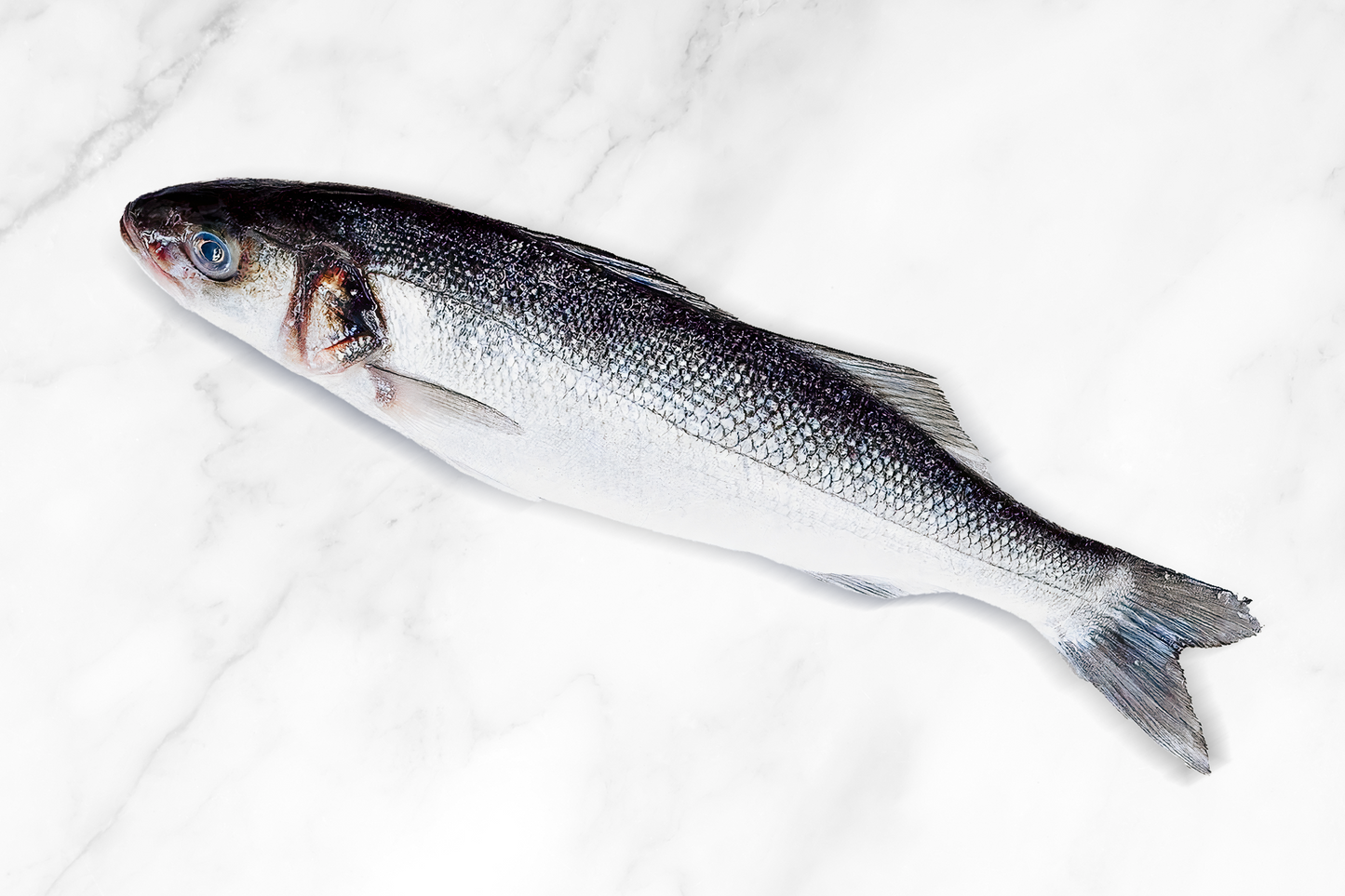 Fresh Farmed Sea Bass 新鮮鱸魚