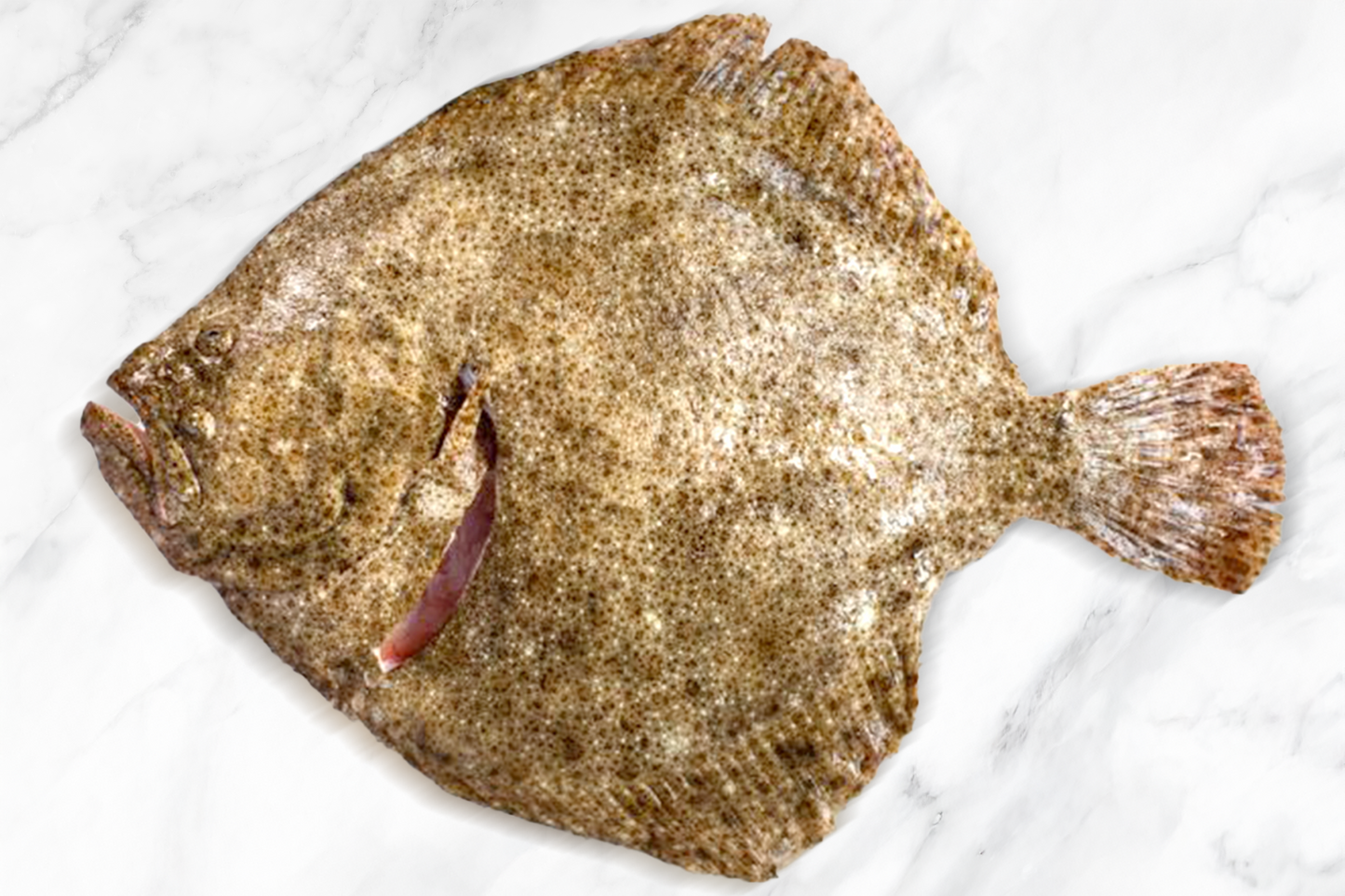 Fresh Turbot 新鲜多宝鱼