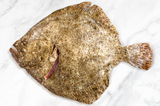 Fresh Turbot 新鮮多寶魚