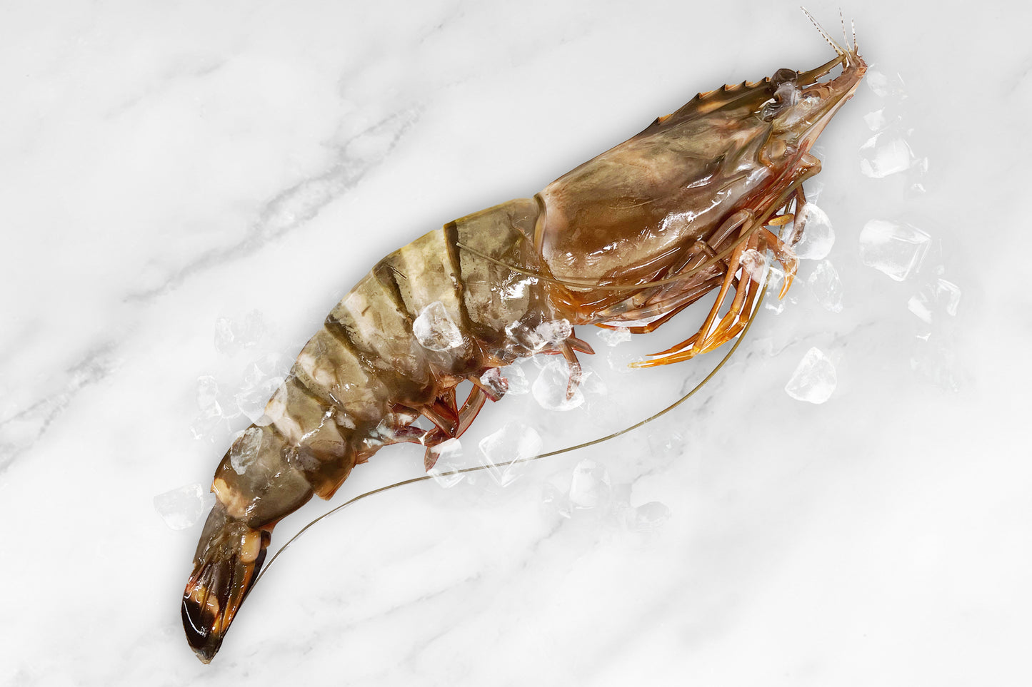 Giant Wild South Atlantic Tiger Prawn 巨型野生老虎蝦