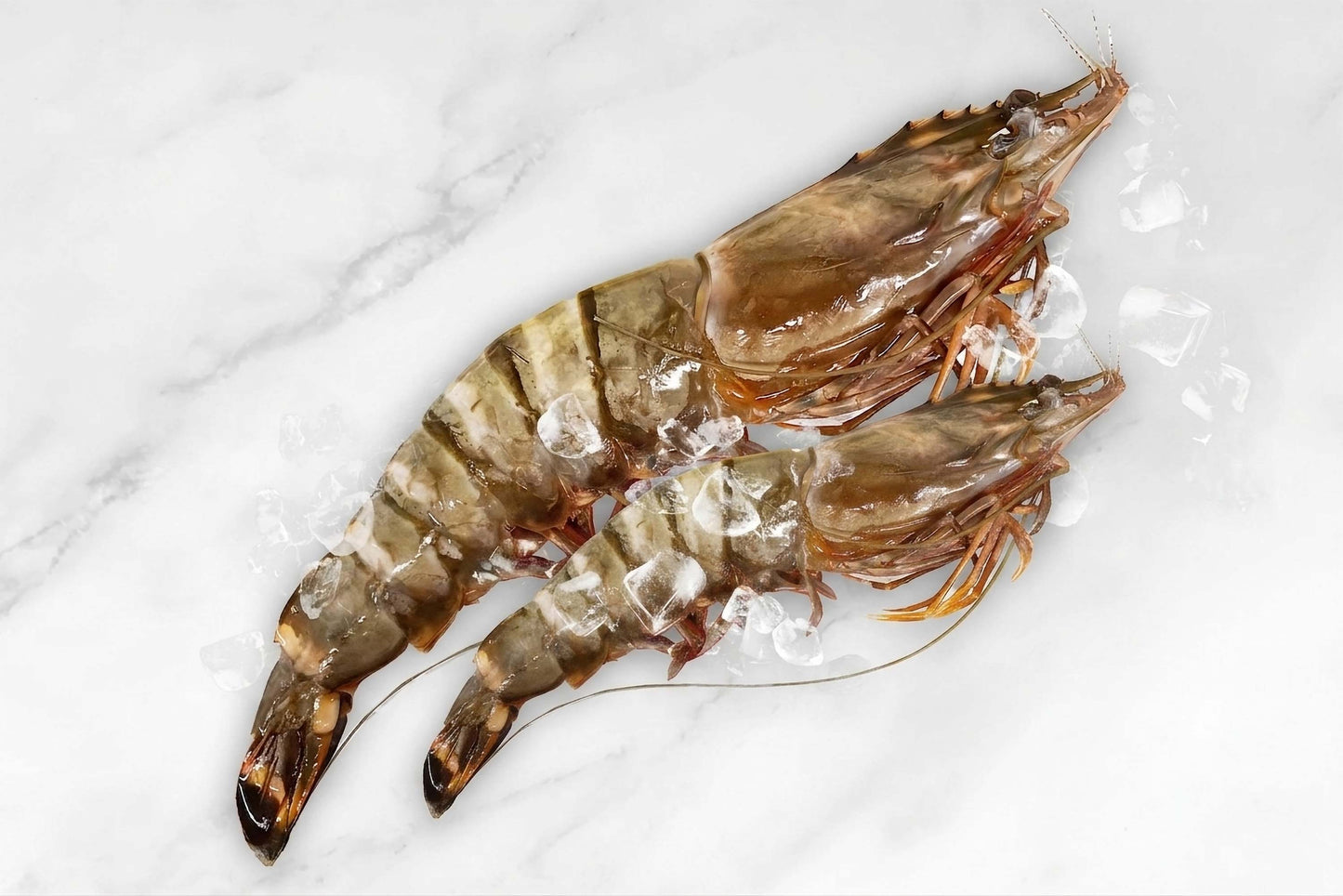 Giant Wild South Atlantic Tiger Prawn 巨型野生老虎虾