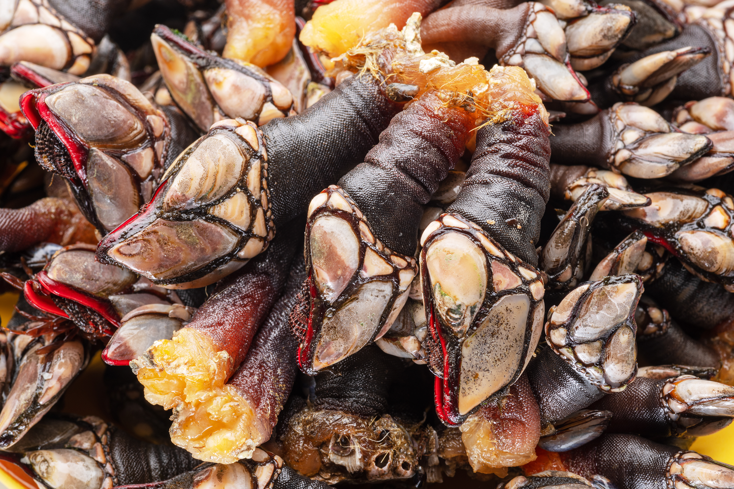 Live Wild Caught Goose Barnacles 西班牙鹅颈藤壶