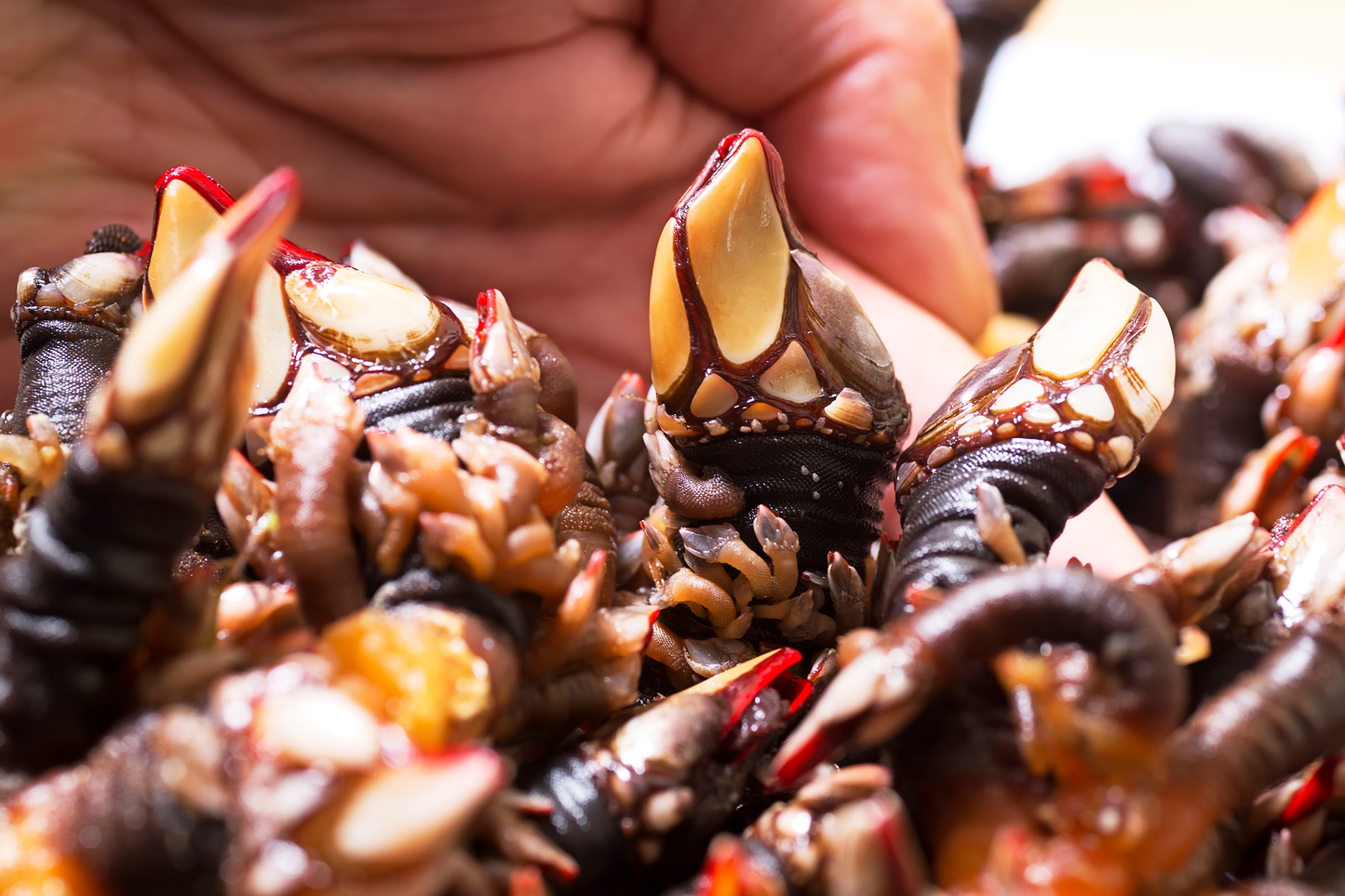 Live Wild Caught Goose Barnacles 西班牙鹅颈藤壶